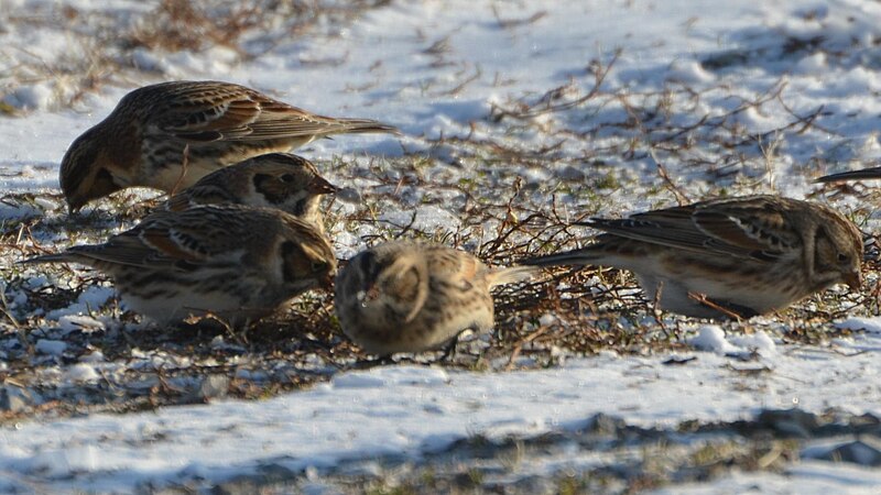 File:Lapland Longspur (8330617260).jpg