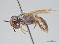 Lasioglossum tridens m.jpg