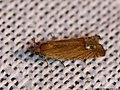 Lathronympha strigana (Fabricius, 1775)