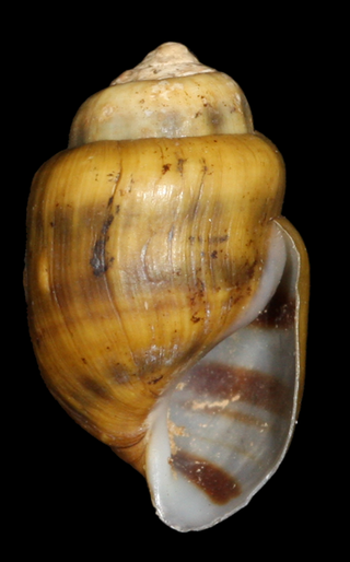 <i>Elimia showalteri</i> Species of gastropod
