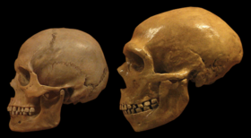 O crânio de Neandertal tem uma aparência mais alongada e uma mandíbula mais proeminente do que a do humano