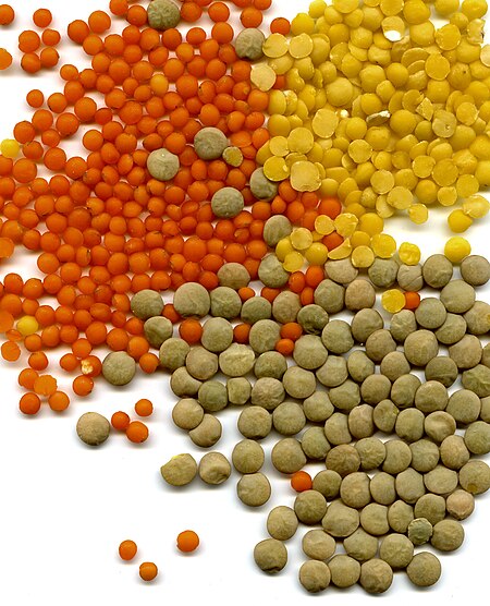 Tập_tin:Lens_culinaris_seeds.jpg