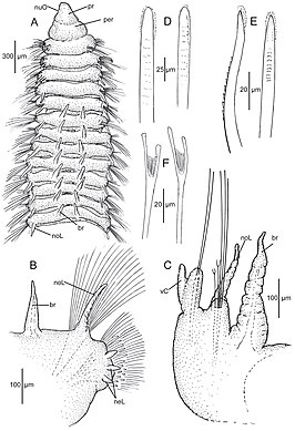 Leodamas bathyalis