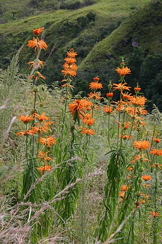 أذن الأسد الذنبية Leonotis leonurus (L.) R.Br.، منطقة Monk's Cowl، ، جنوب أفريقيا