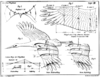 ilustracja z książki „Lot ptaka jako podstawa sztuki latania” Otto Lilienthal