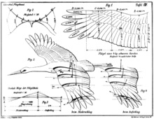 Unsere Lehrmeister im FlugeZeichnung Lilienthals in seinem Buch Der Vogelflug als Grundlage der Fliegekunst, 1889