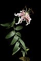 Lilium speciosum var. speciosum