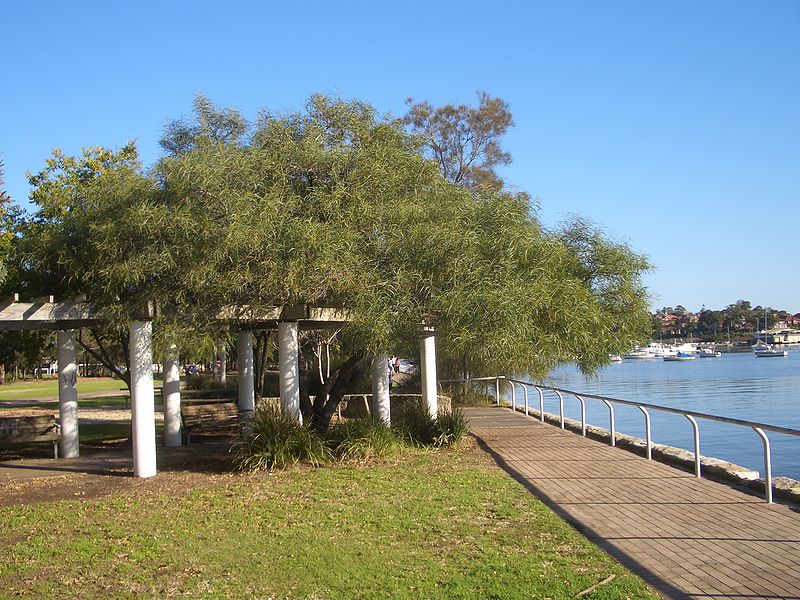 File:Lilyfield Leichhardt Park.JPG