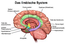 Das limbische System 220px-Limbisches_System