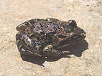 Thumbnail for Long-thumbed frog