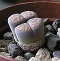 Miniatura para Lithops schwantesii