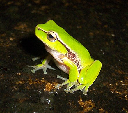 Разные лягушки. Пегая квакша. Кубинская квакша. Лягушка Litoria Aurea. Лишайниковая литория.