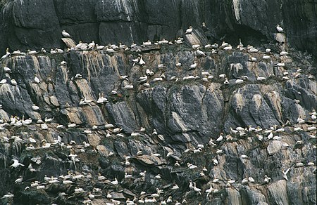 English: The Little Skellig - The Northern Gannet Morus bassanus colony Polski: Wyspa Little Skellig - kolonia głuptaków Morus bassanus