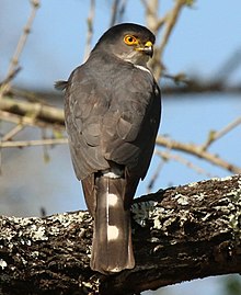 Sparrowhawk (Accipiter minullus) 02, crop.jpg