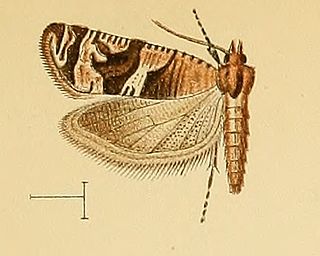 <i>Lobesia neptunia</i> Species of moth