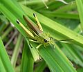 Locust stethophyma macho