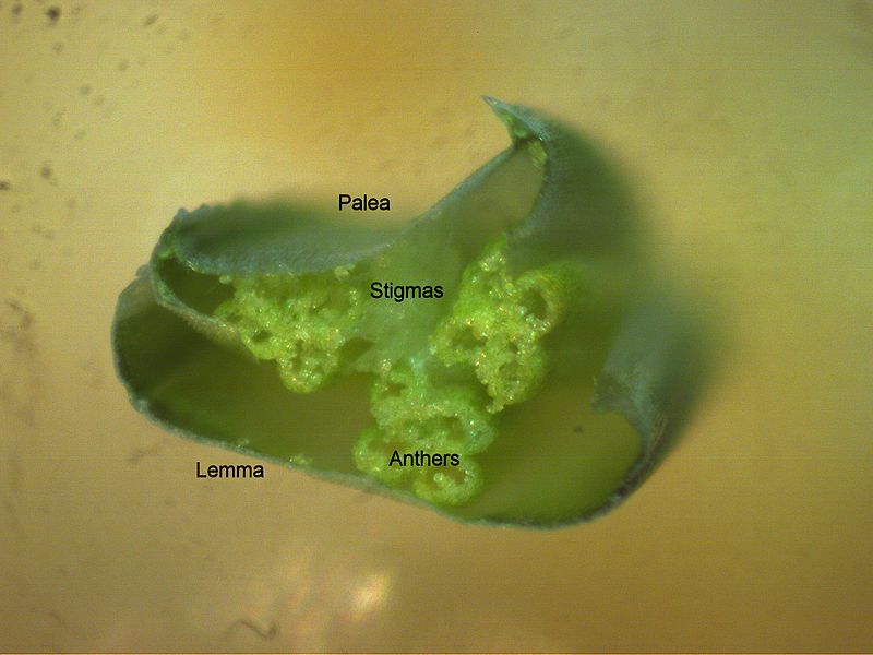 File:Lolium perenne floret1 cross section annotated (7370374194).jpg