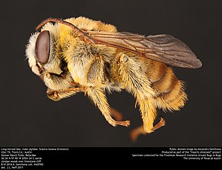<i>Svastra texana</i> Species of bee