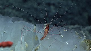 <i>Nematocarcinus tenuisrostris</i> Species of crustacean