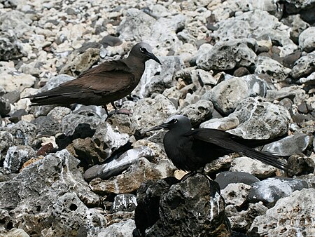 Lord Howe Island - Noddies 1.JPG