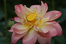 Lotus - Nelumbo nucifera, Kenilworth Aquatic Gardens, Washington, D.C. - 7624771144.jpg
