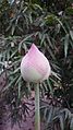 Lotus bud at Mendut monastery, Indonesia