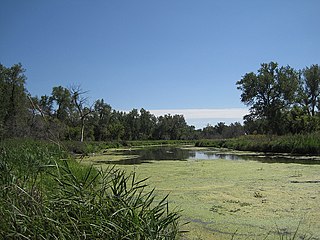 <span class="mw-page-title-main">Slough (hydrology)</span> Type of wetland