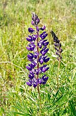 Thumbnail for Lupinus sericeus