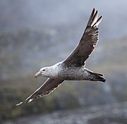 Macronectes halli -Godthul, South Georgia, British Overseas Territories, UK -flying-8.jpg