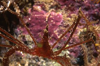 <i>Macropodia falcifera</i> Species of marine crab in the family Inachidae from South Africa