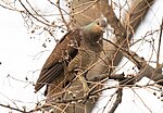 Thumbnail for Barred cuckoo-dove