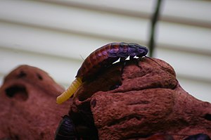 Madagascar Hissing Cockroach