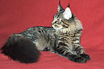 Miniatura Maine Coon