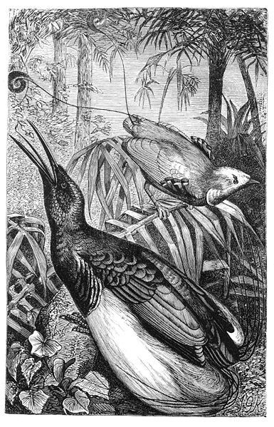 File:Malay Archipelago King and Twelve-wired Birds of Paradise.jpg