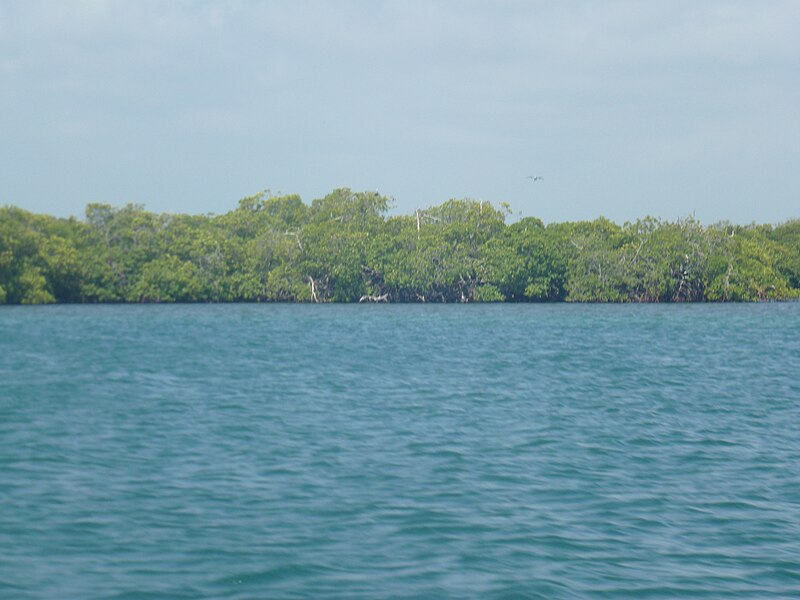 File:Manglar 02.JPG