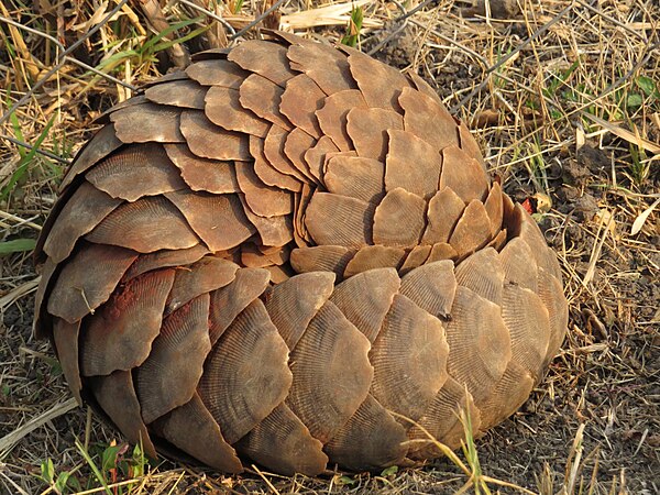 Ground pangolin in defensive posture