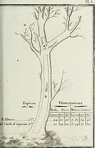 Étrave; Courbe de capucine