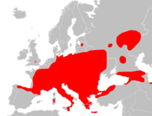 Planisferio gris que representa en rojo la presencia del Lirón Gris en el mundo (Europa y Asia Occidental).