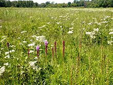 Markham prairie 4.JPG