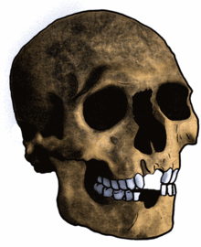 Mechta skull excavated at Constantine, Algeria Mechta el-Arbi.png