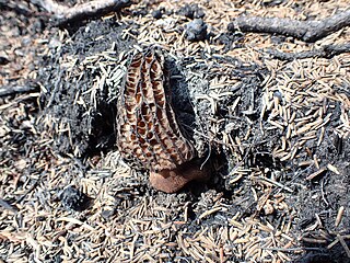 <i>Morchella exuberans</i> Species of fungus