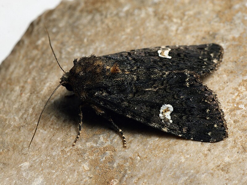 File:Melanchra persicariae - Dot moth - Садовая совка черноватая (40181281625).jpg