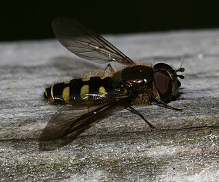 <i>Melangyna lasiophthalma</i> Species of fly