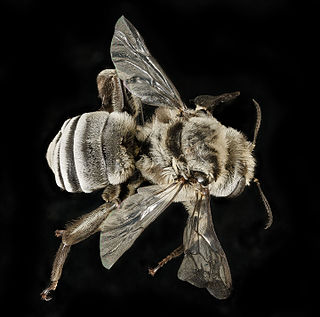 <i>Melitoma</i> Genus of bees