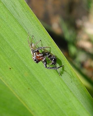 <i>Menemerus tropicus</i> Species of spider