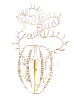 Figure 3. Structure of Ctenophora: Order Cypiddia from Wikipedia Commons Mertensia ovum.png