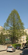Two trees - national monuments, Warsaw, Adampolska Street 13