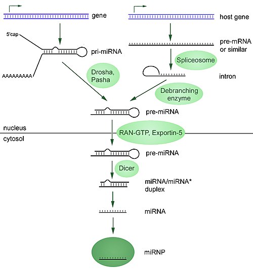 Image: Mi RNA biogenesis