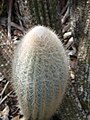 Micranthocereus purpureus