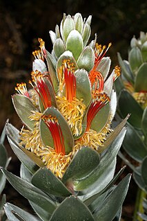 <i>Mimetes hottentoticus</i> Shrub in the family Proteaceae from Western Cape province of South Africa